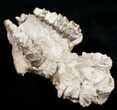 Partial Oreodont (Merycoidodon) Skull - Nebraska #10749-3